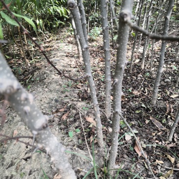 大红袍花椒树苗价格狮子头花椒苗九叶青花椒树