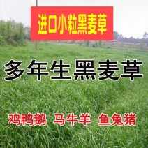 黑麦草种子草坪/牧草籽种子公司批发零售包发芽