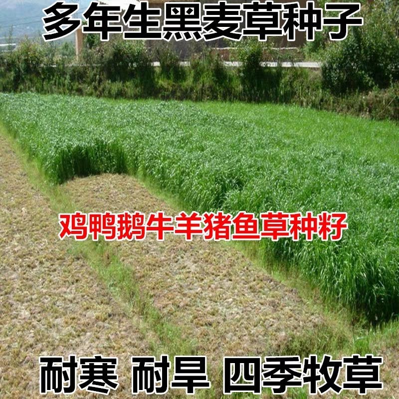 黑麦草种子草坪/牧草籽种子公司批发零售包发芽