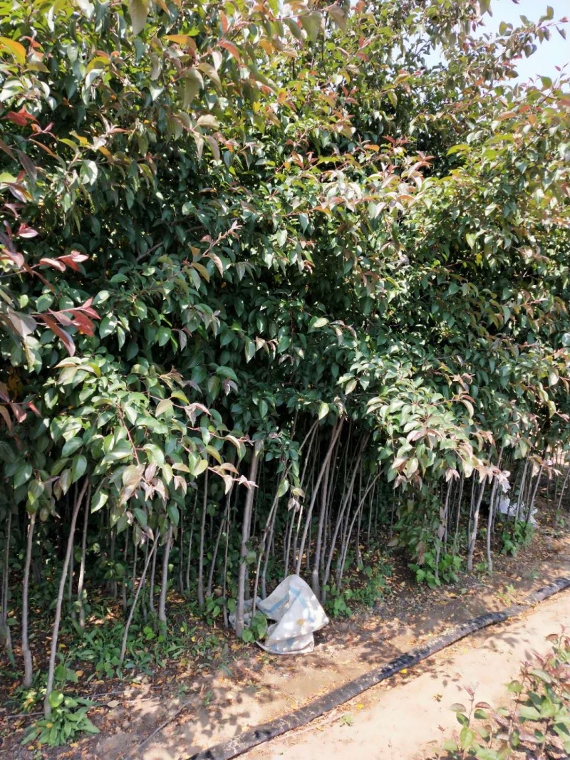 海棠苗，西府海棠，垂丝海棠，绚丽海棠，冬红海棠，