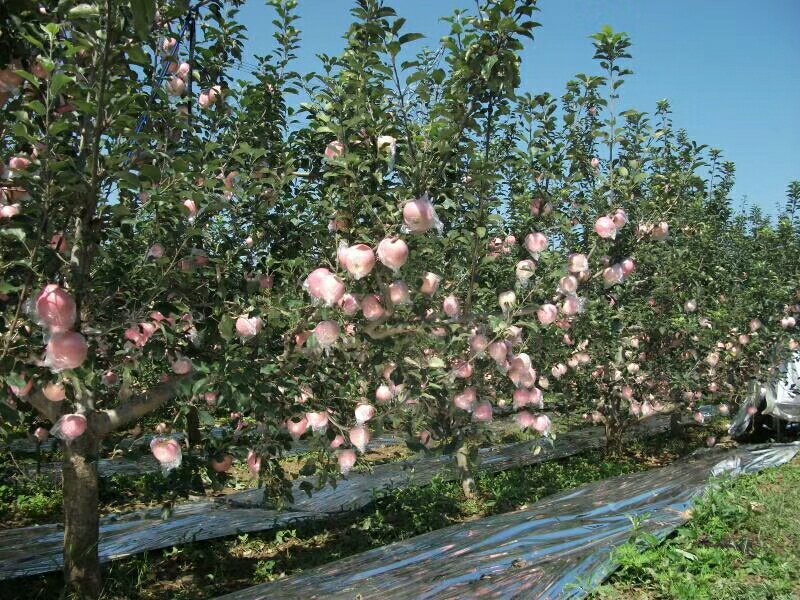 苹果