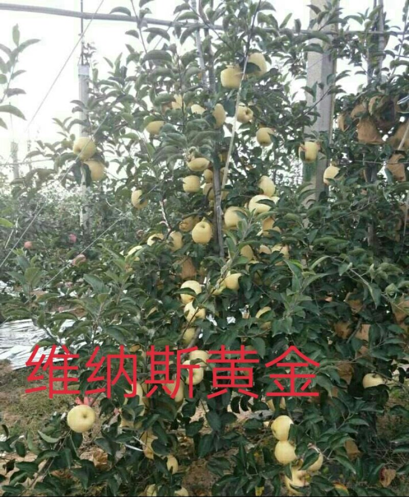 苹果苗众成三号秦翠鲁丽蜜脆水蜜桃苹果爱妃瑞雪