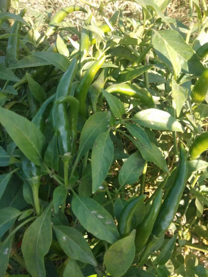 艳青大量，高辣米椒000