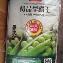 厂家直销豌豆种子，大量电话联系