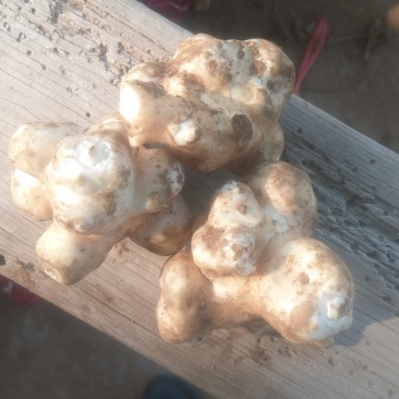 新鲜白洋姜菊芋品质保障货量充足欢迎询问采购