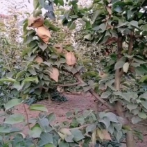 晚秋黄梨