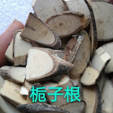 栀子根,产地江西，质优价实，品质保证，药典标准道地良药