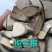 栀子根,产地江西，质优价实，品质保证，药典标准道地良药