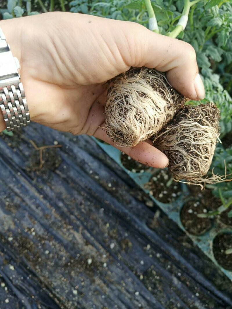 圣女果嫁接苗千禧苗。