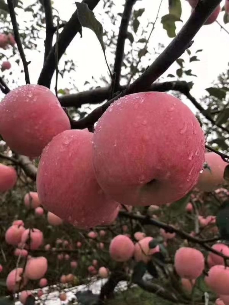 纸加膜红富士苹果