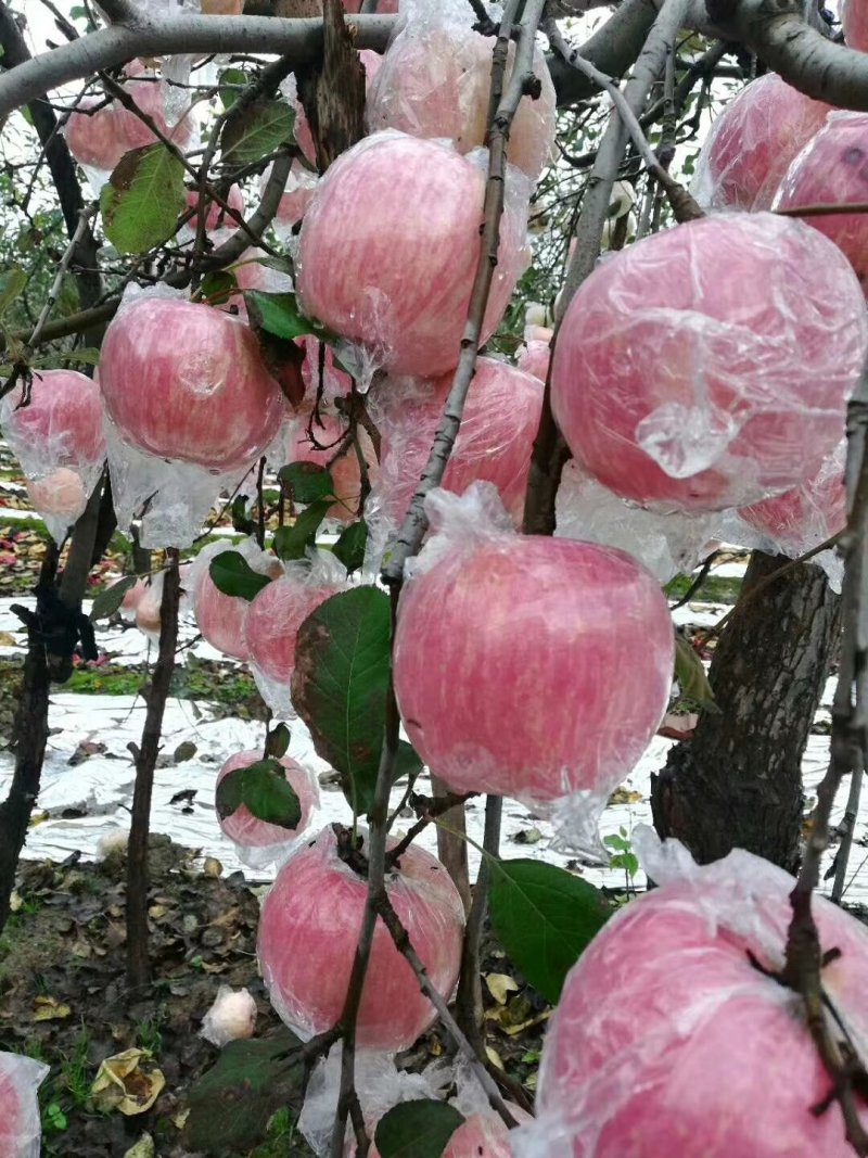 纸加膜红富士苹果
