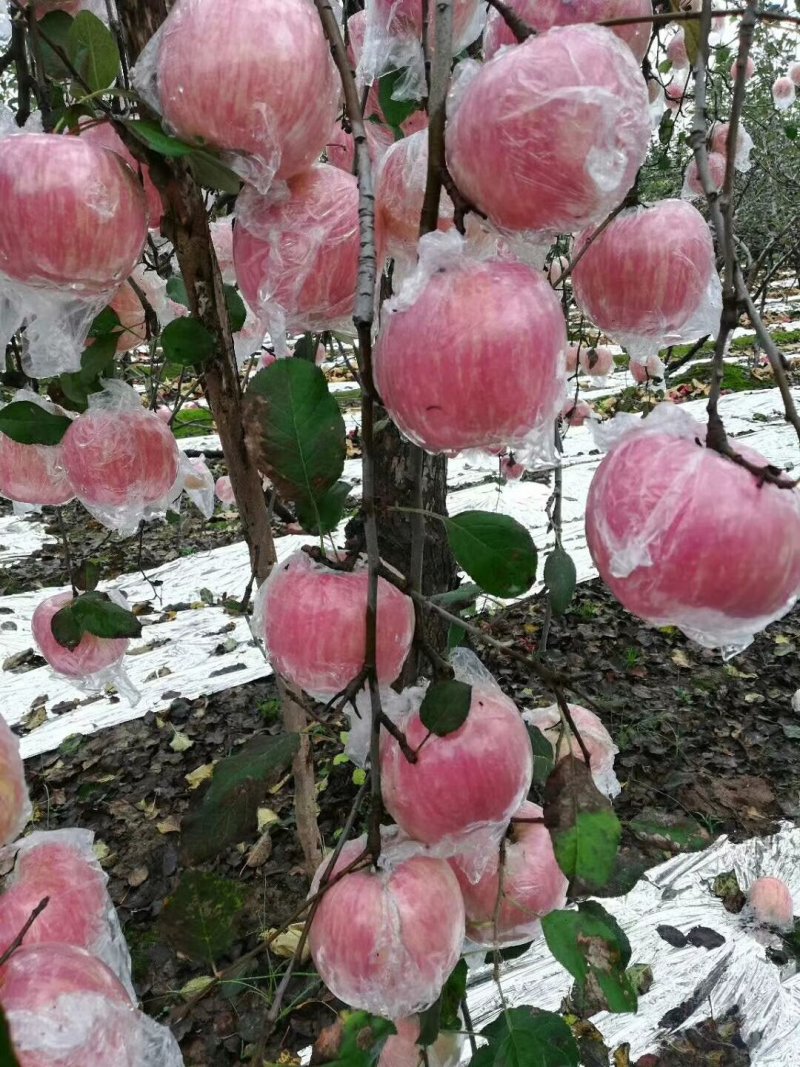 纸加膜红富士苹果