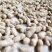 优质花育精选白果