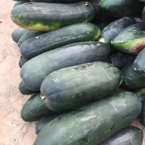 大量供应黑皮冬瓜