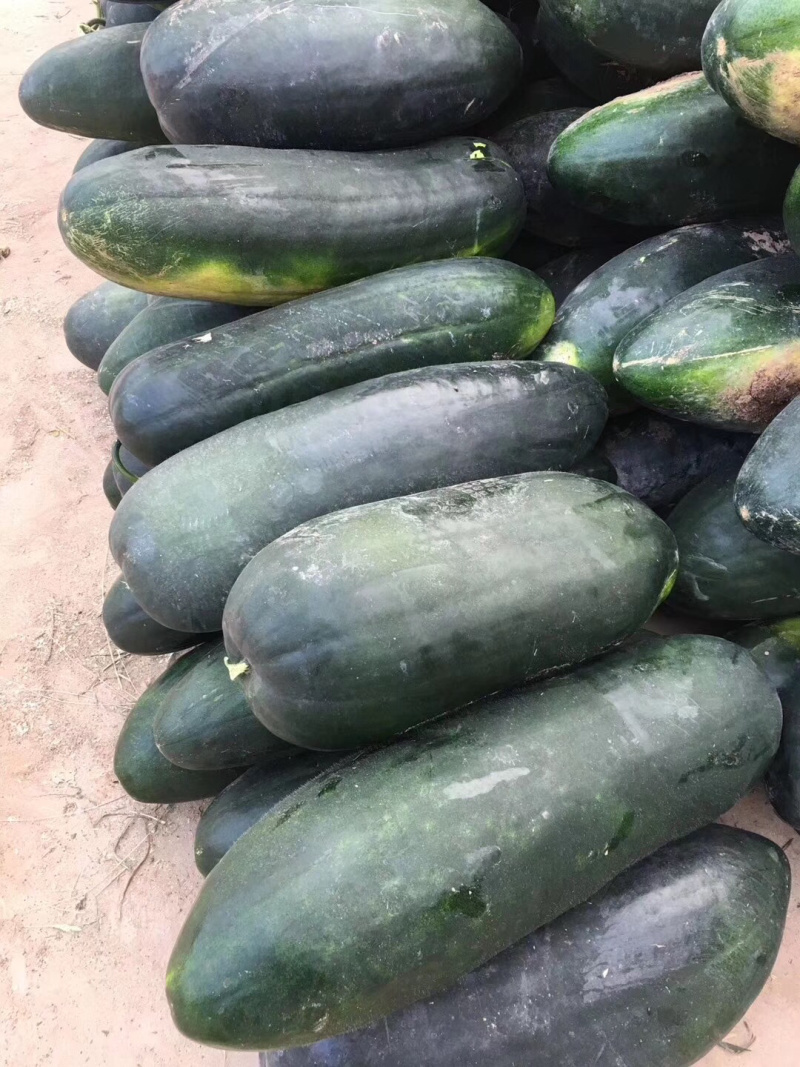 大量供应黑皮冬瓜
