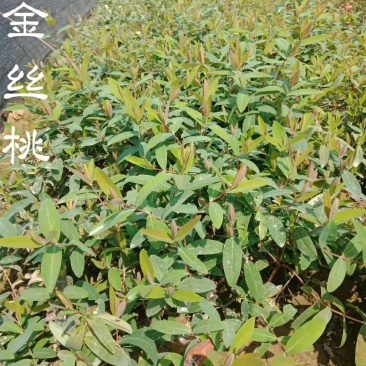 批发零售色块小苗金丝桃地被色块苗天诚苗圃