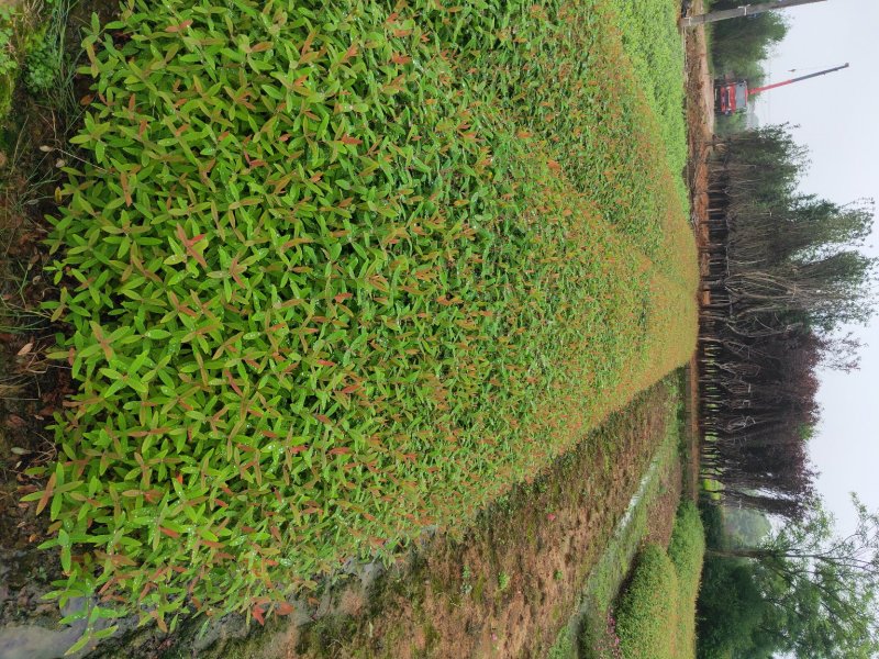 批发零售色块小苗金丝桃地被色块苗天诚苗圃