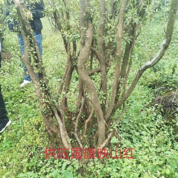 苗木，映山红