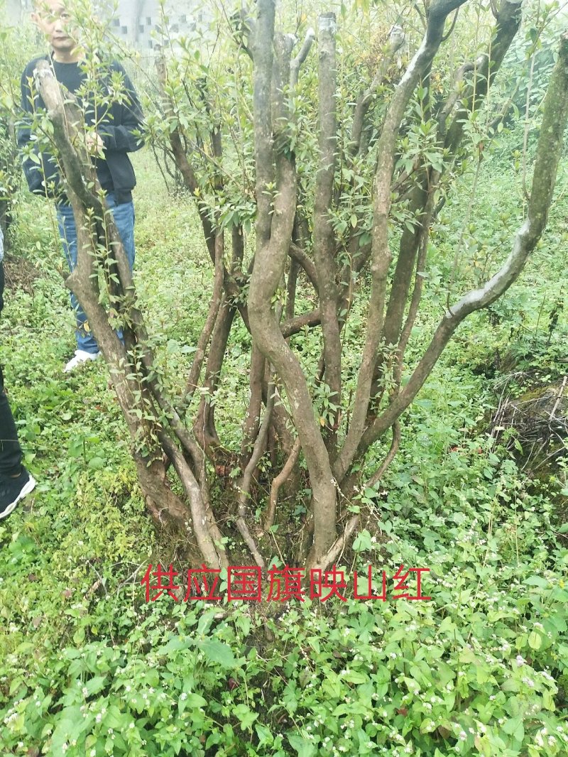苗木，映山红