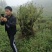 苗木，映山红