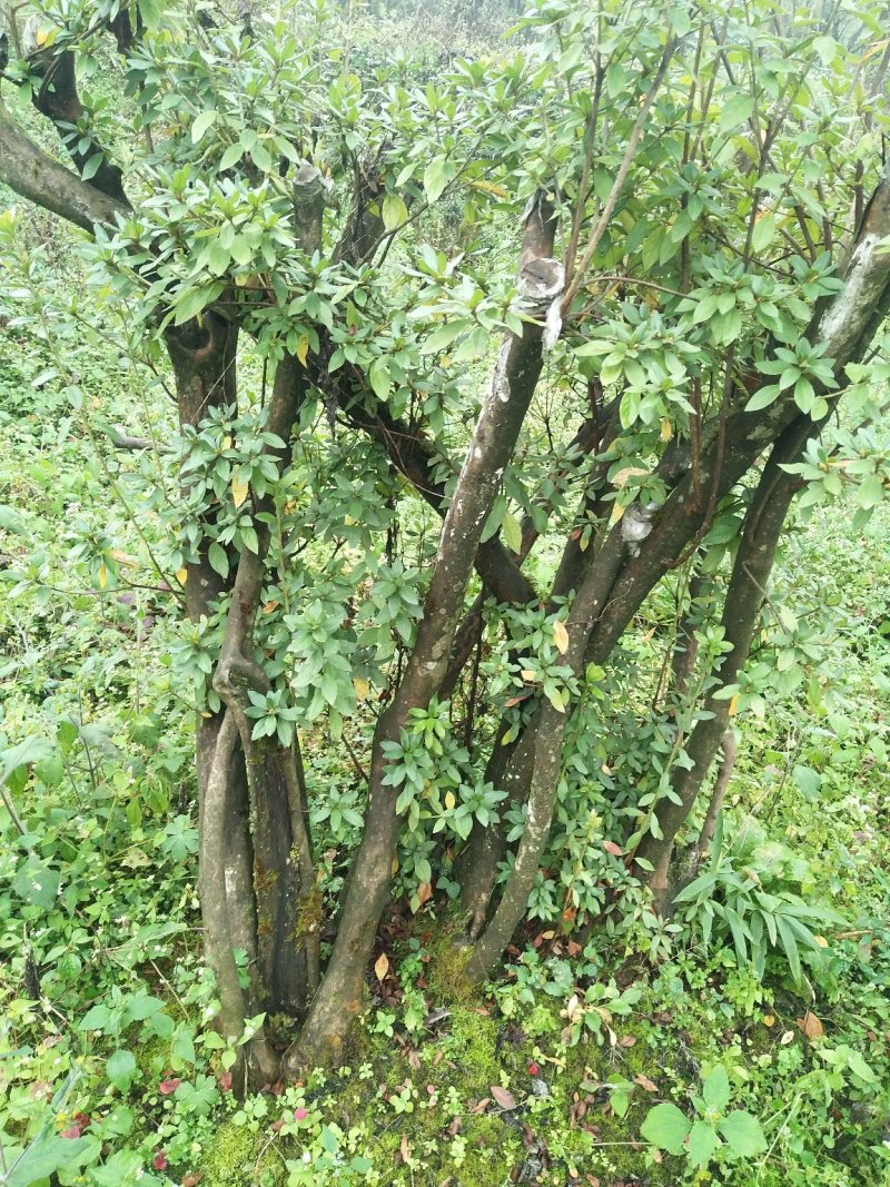 苗木，映山红