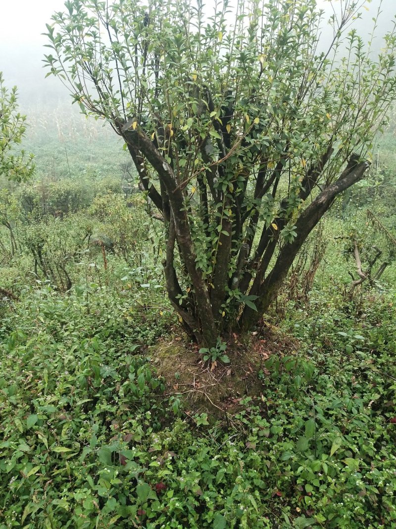 苗木，映山红