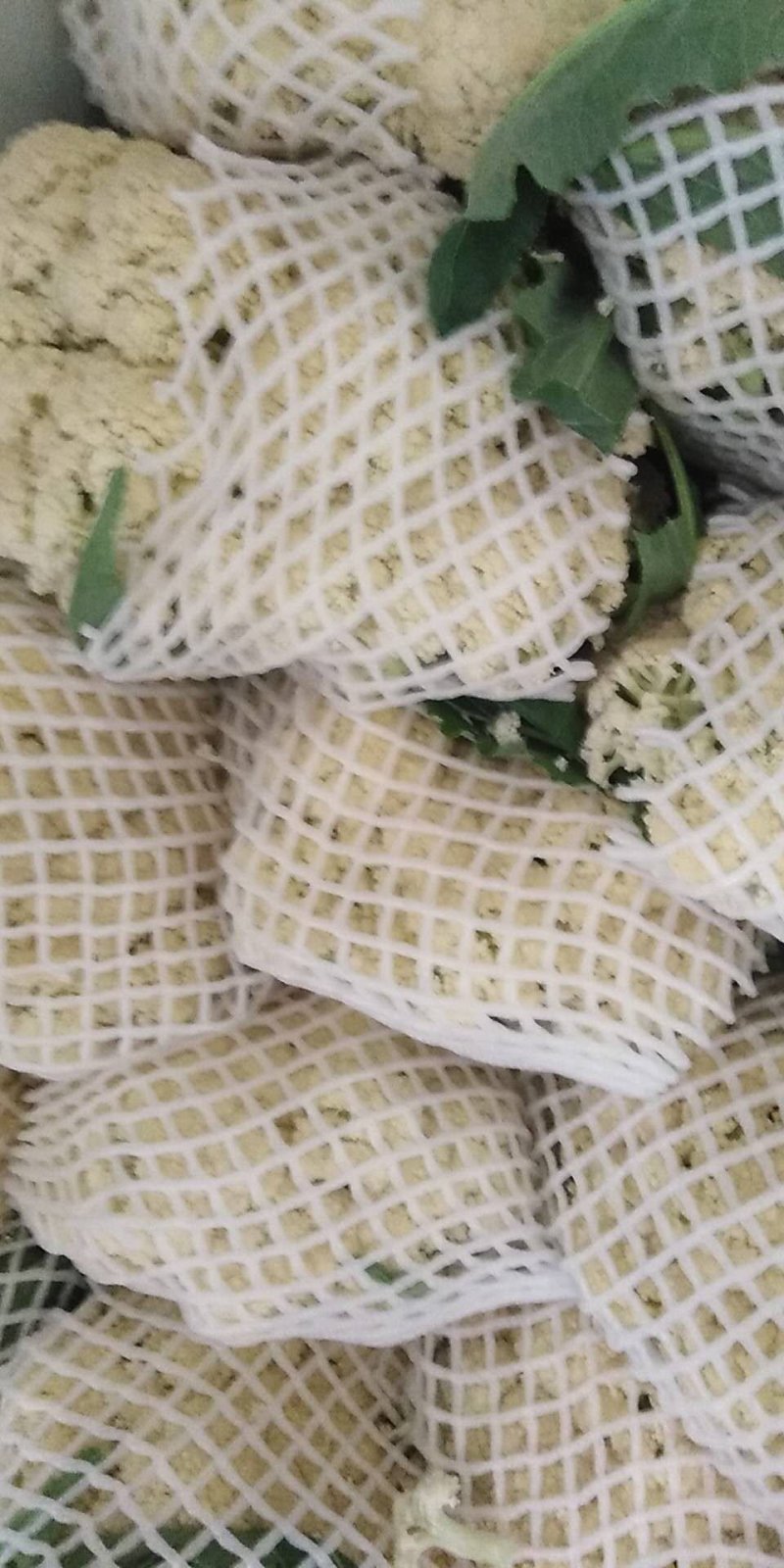 有机菜花，松花菜，好货开始了！