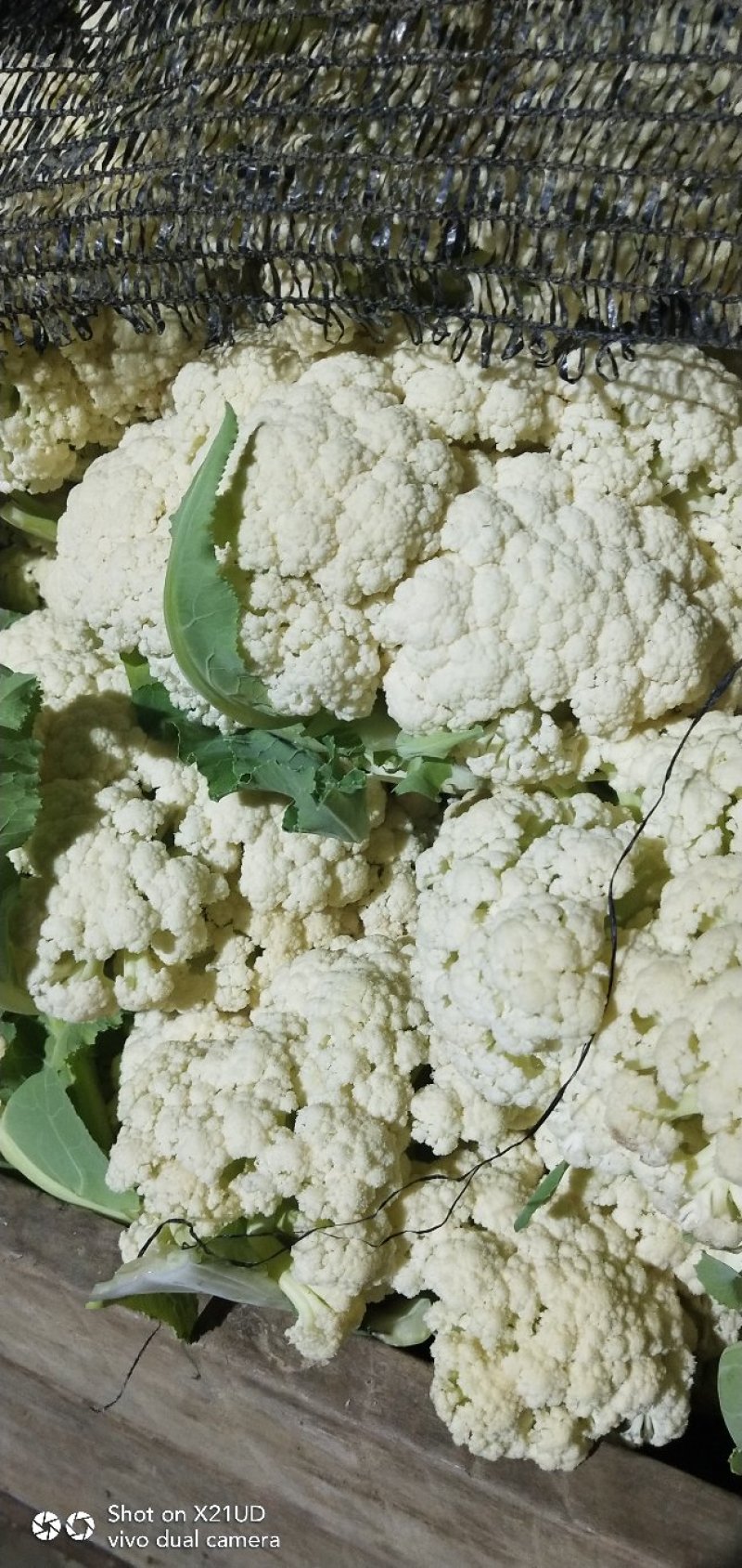 有机菜花，松花菜，好货开始了！