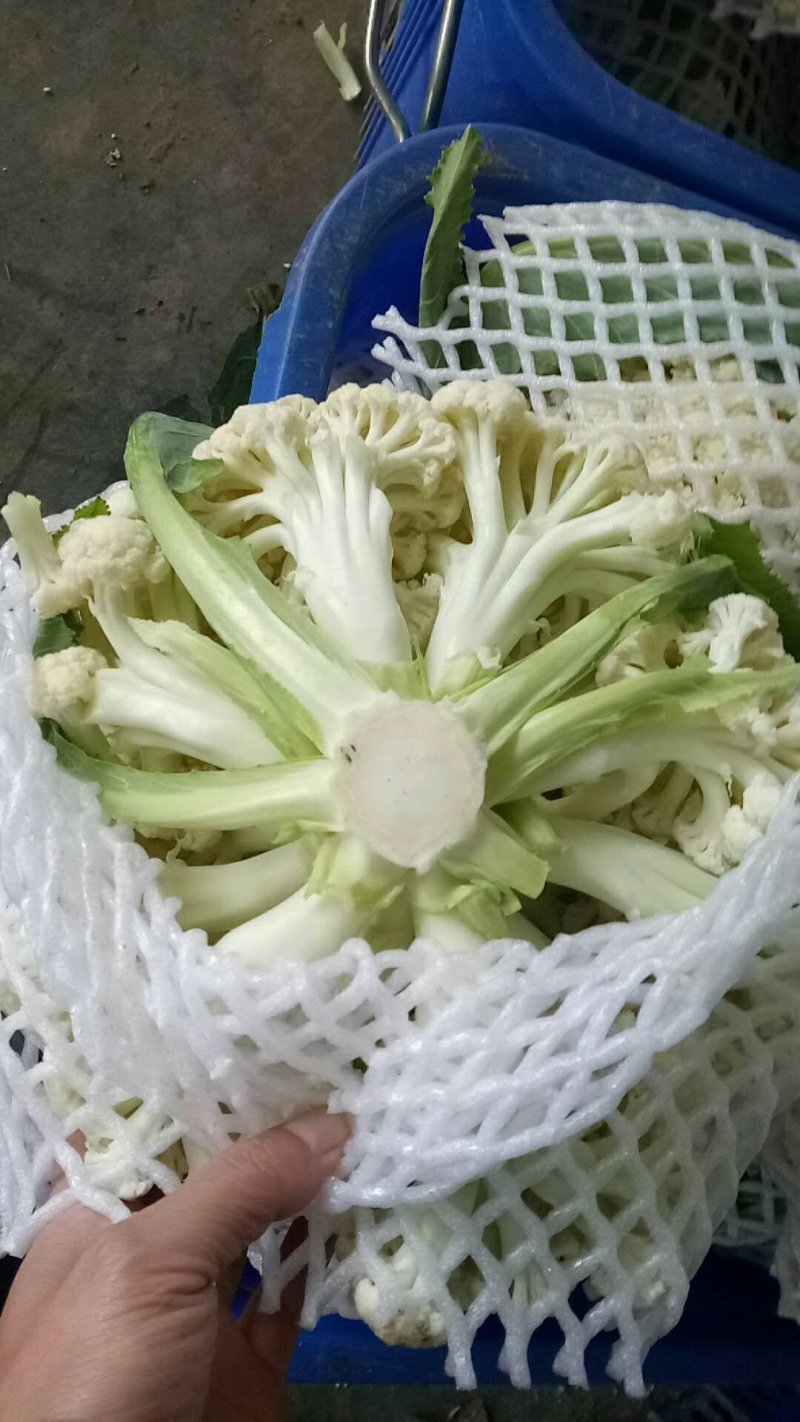 有机菜花，松花菜，好货开始了！