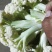 有机菜花，松花菜，好货开始了！