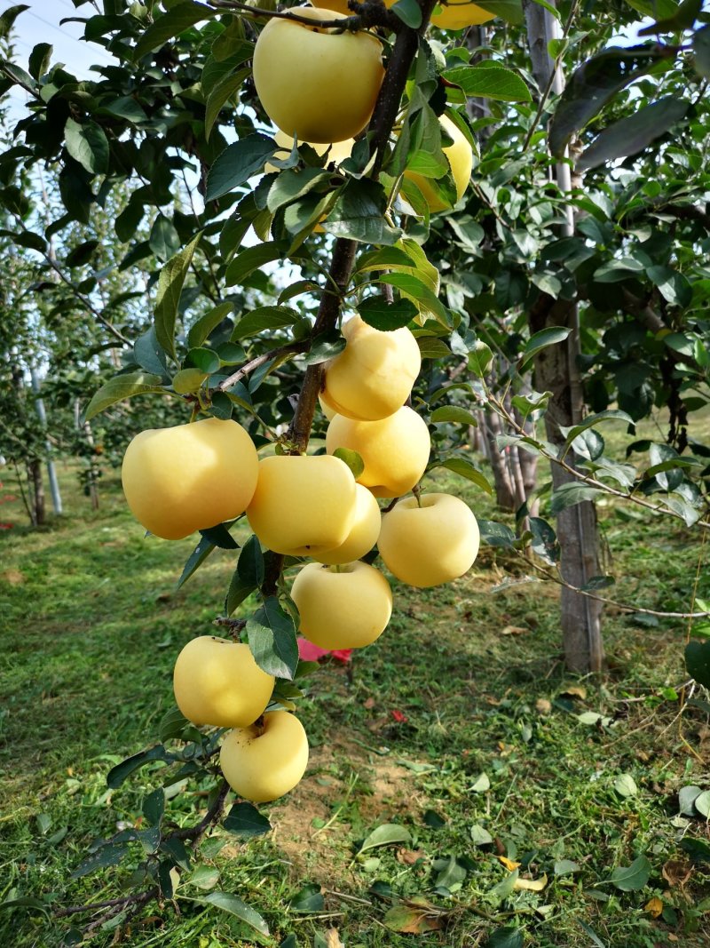 苹果苗【黄金苹果苗】果树新品种黄金苹果苗不同于维纳斯