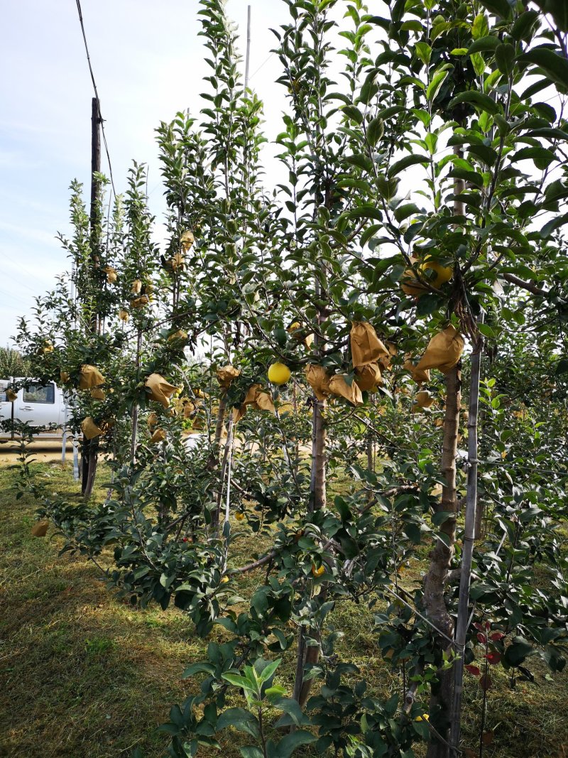 苹果苗【黄金苹果苗】果树新品种黄金苹果苗不同于维纳斯