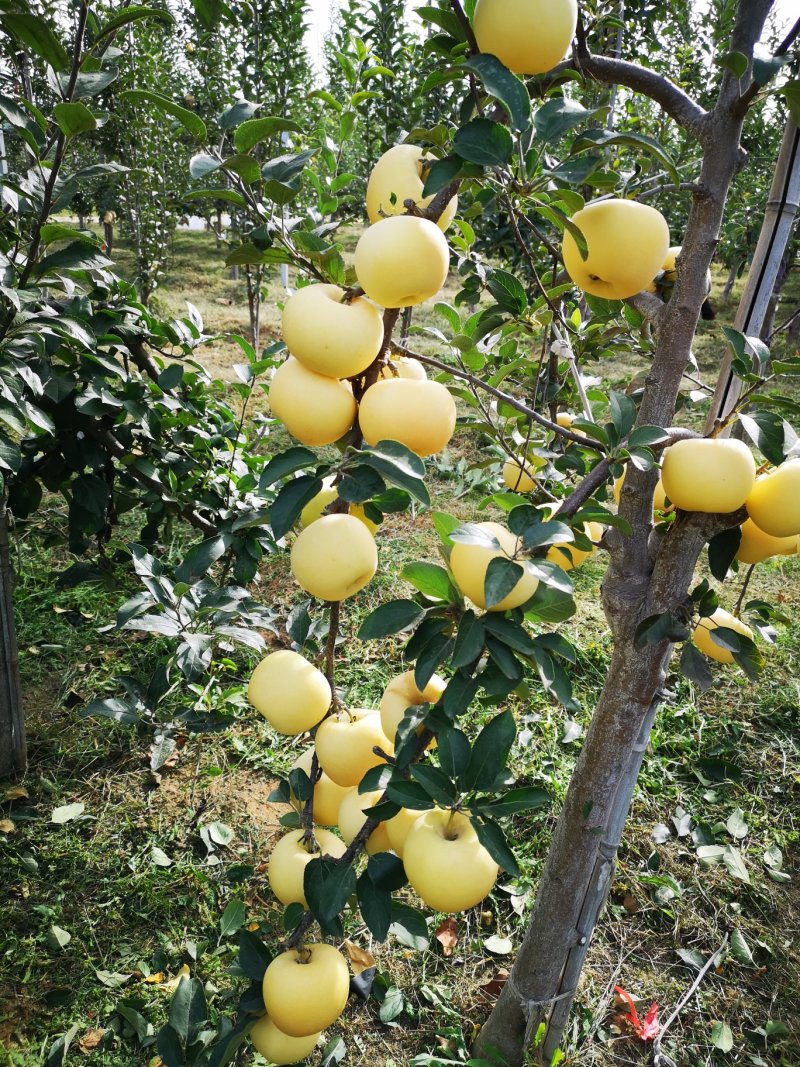 苹果苗【黄金苹果苗】果树新品种黄金苹果苗不同于维纳斯