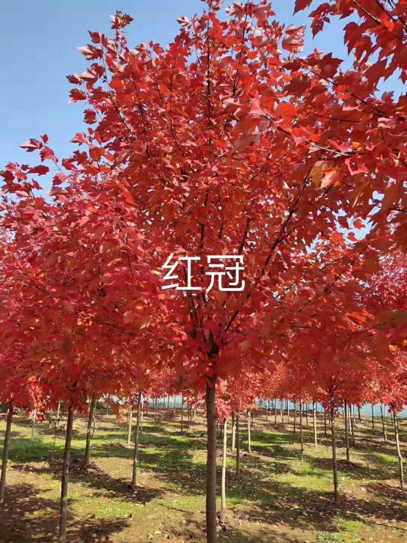 红冠红枫美国红冠红枫红冠苗