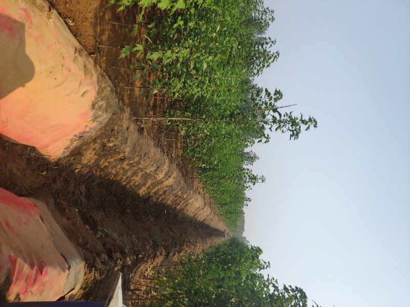红冠红枫美国红冠红枫红冠苗
