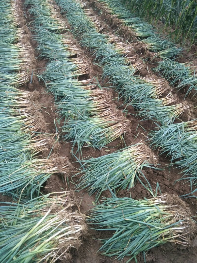 长白大葱