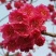 京红早樱樱花京红早婴当年苗大红花樱花