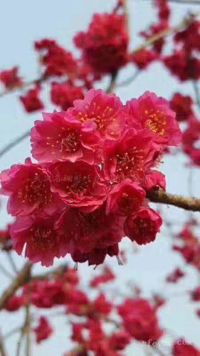 京红早樱樱花京红早婴当年苗大红花樱花