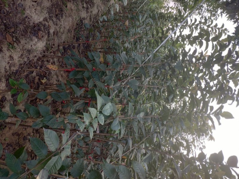 京红早樱樱花京红早婴当年苗大红花樱花