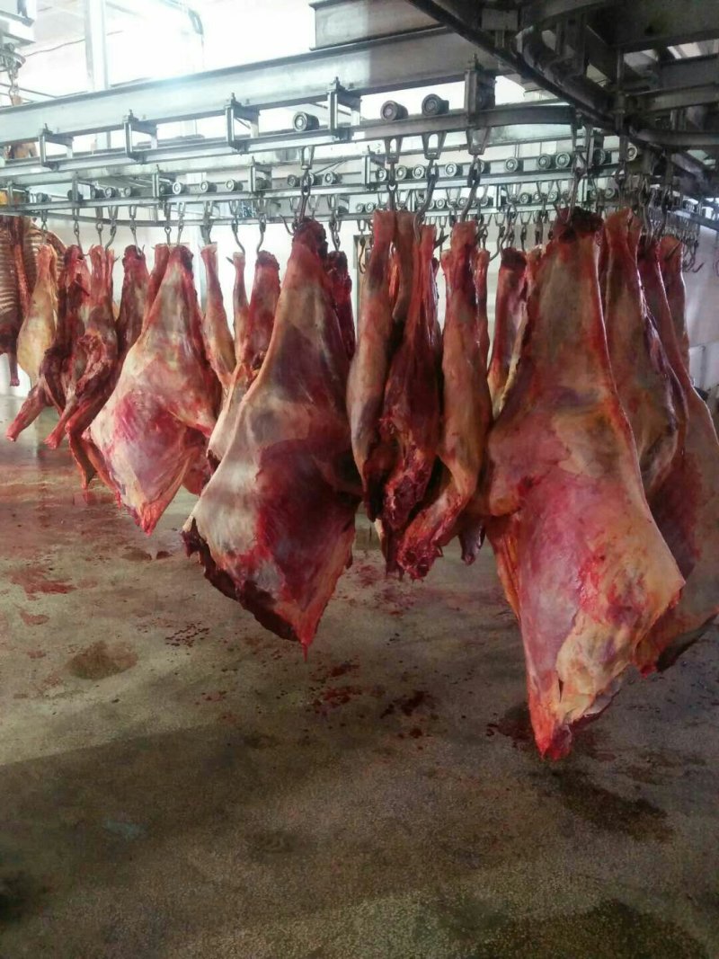 蒙古国马肉外蒙马肉马肉尾龙扒