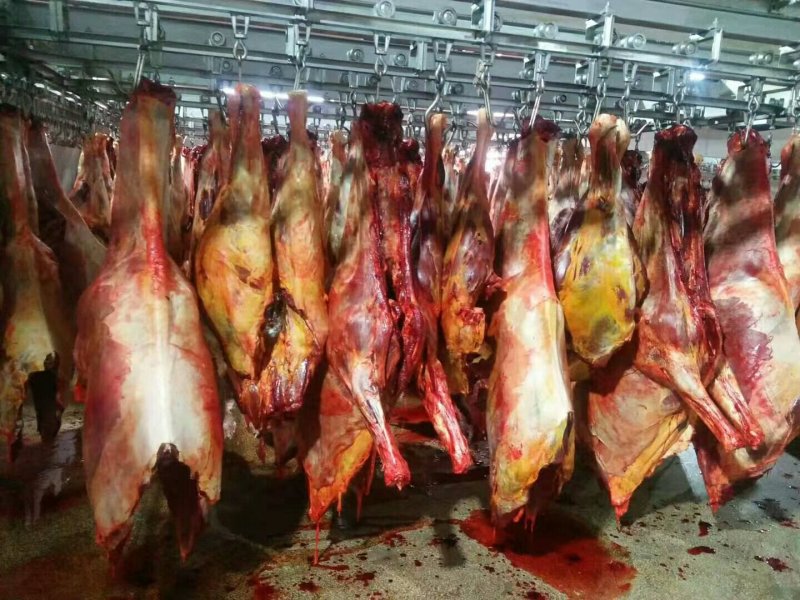 蒙古国马肉外蒙马肉马肉尾龙扒