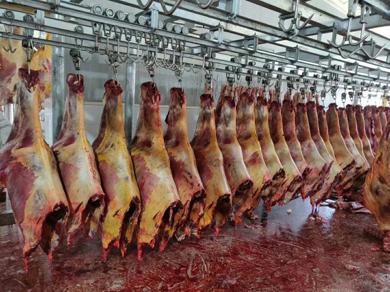 蒙古国马肉外蒙马肉马肉尾龙扒