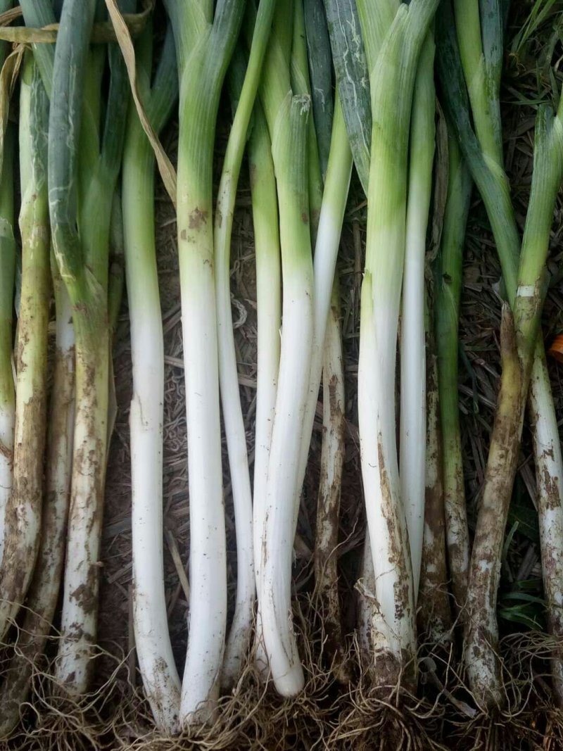 蔬菜