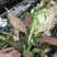 【产地直销】如意盆栽花卉绿植批发如意皇后水培养