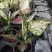 【产地直销】如意盆栽花卉绿植批发如意皇后水培养