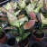 【产地直销】如意盆栽花卉绿植批发如意皇后水培养