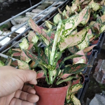 【产地直销】如意盆栽花卉绿植批发如意皇后水培养
