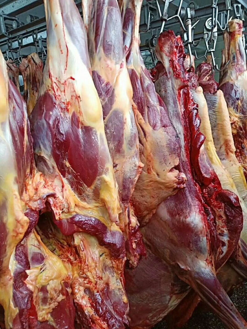 马腱子蒙古国马肉腱子肉