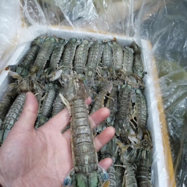 辽宁东港黄海冷冻皮皮虾公母都有