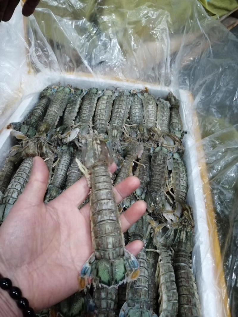 辽宁东港黄海冷冻皮皮虾公母都有